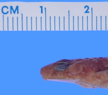 Media type: image; Herpetology A-25717